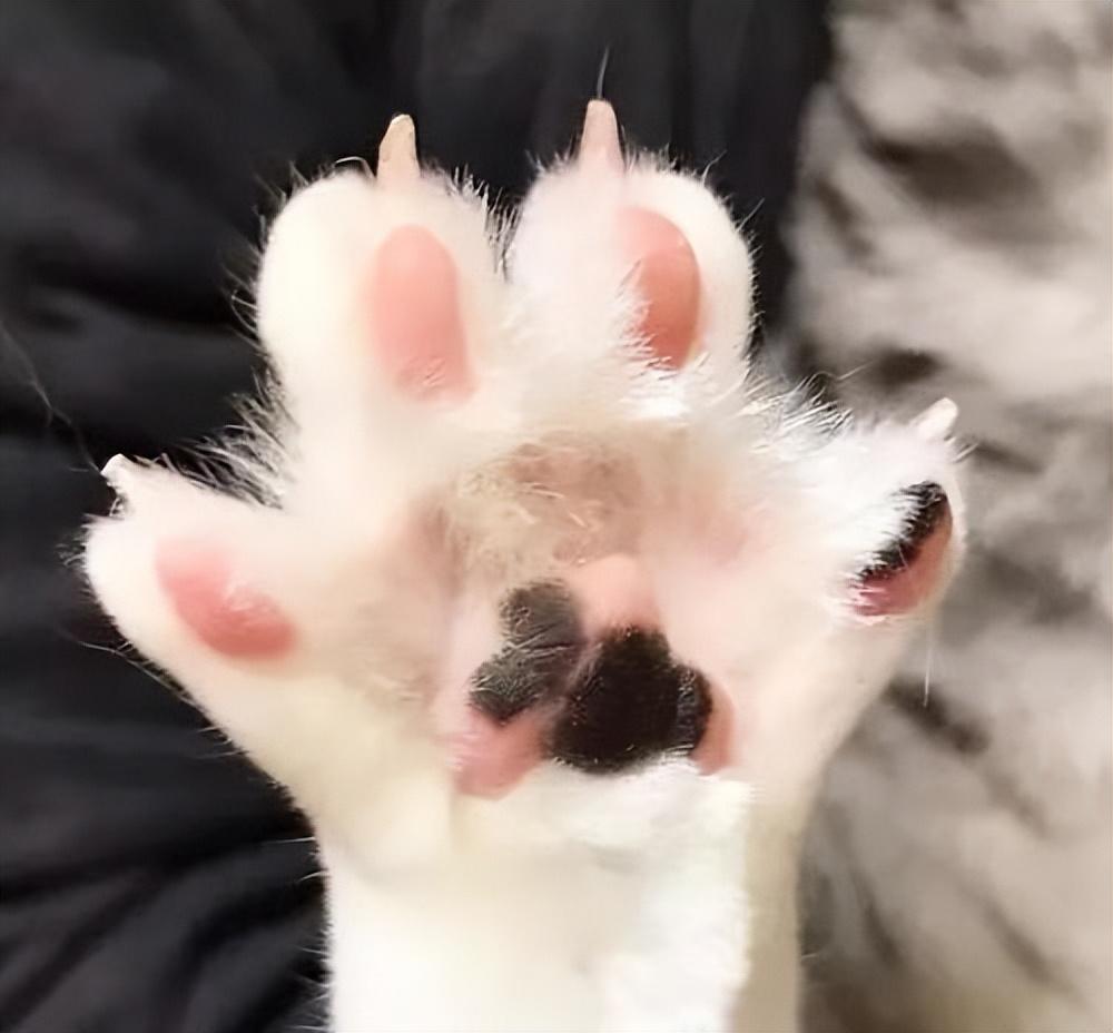 被猫抓伤怎么办_打过狂犬育苗的猫抓伤_猫抓伤狂犬病几乎为0