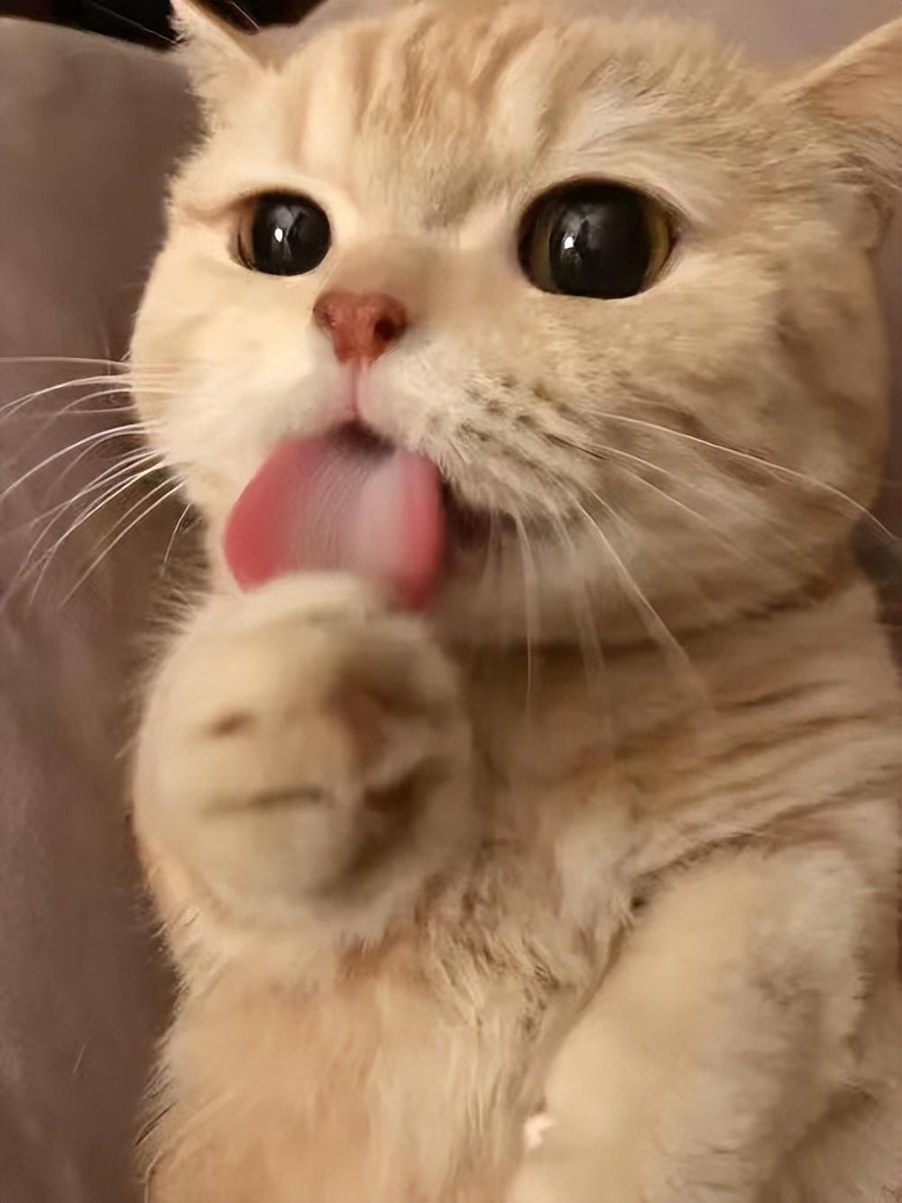 猫抓伤狂犬病几乎为0_打过狂犬育苗的猫抓伤_被猫抓伤怎么办