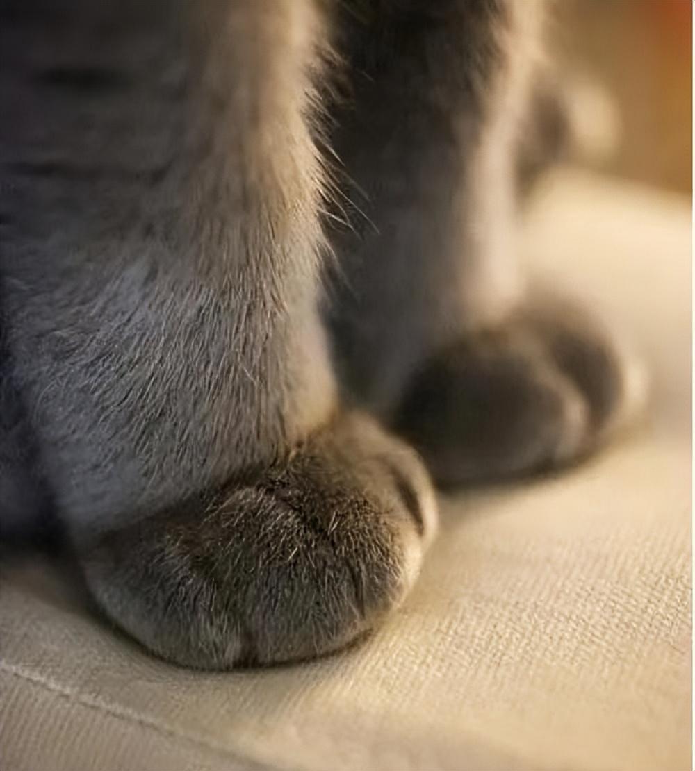 猫抓伤狂犬病几乎为0_被猫抓伤怎么办_打过狂犬育苗的猫抓伤