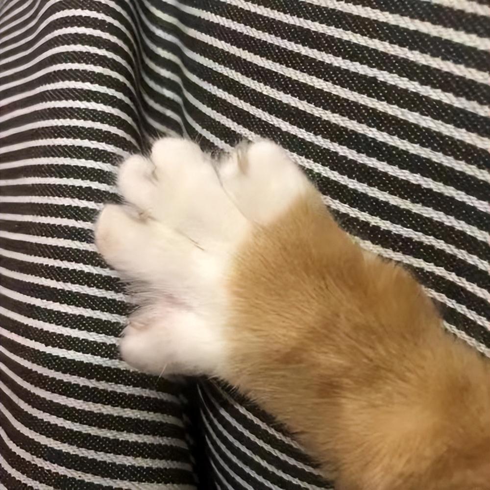 打过狂犬育苗的猫抓伤_被猫抓伤怎么办_猫抓伤狂犬病几乎为0