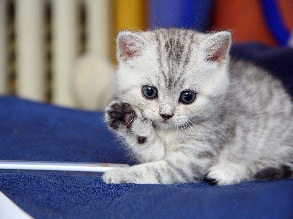 猫抓病被野猫抓伤怎么办_被狗狗抓伤需要打狂犬针吗_猫抓伤狂犬病几乎为0