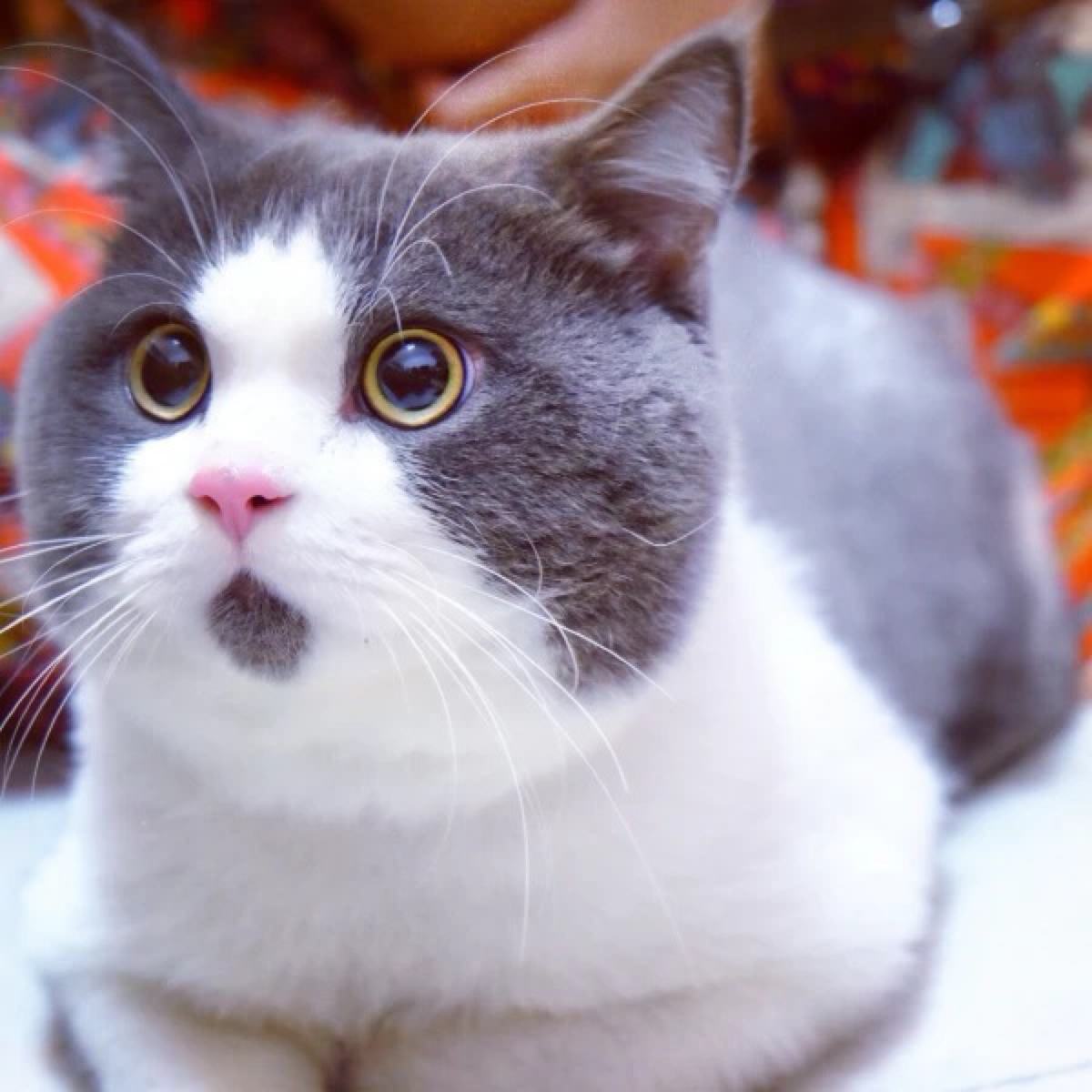被狗狗抓伤需要打狂犬针吗_猫抓伤狂犬病几乎为0_猫抓病被野猫抓伤怎么办