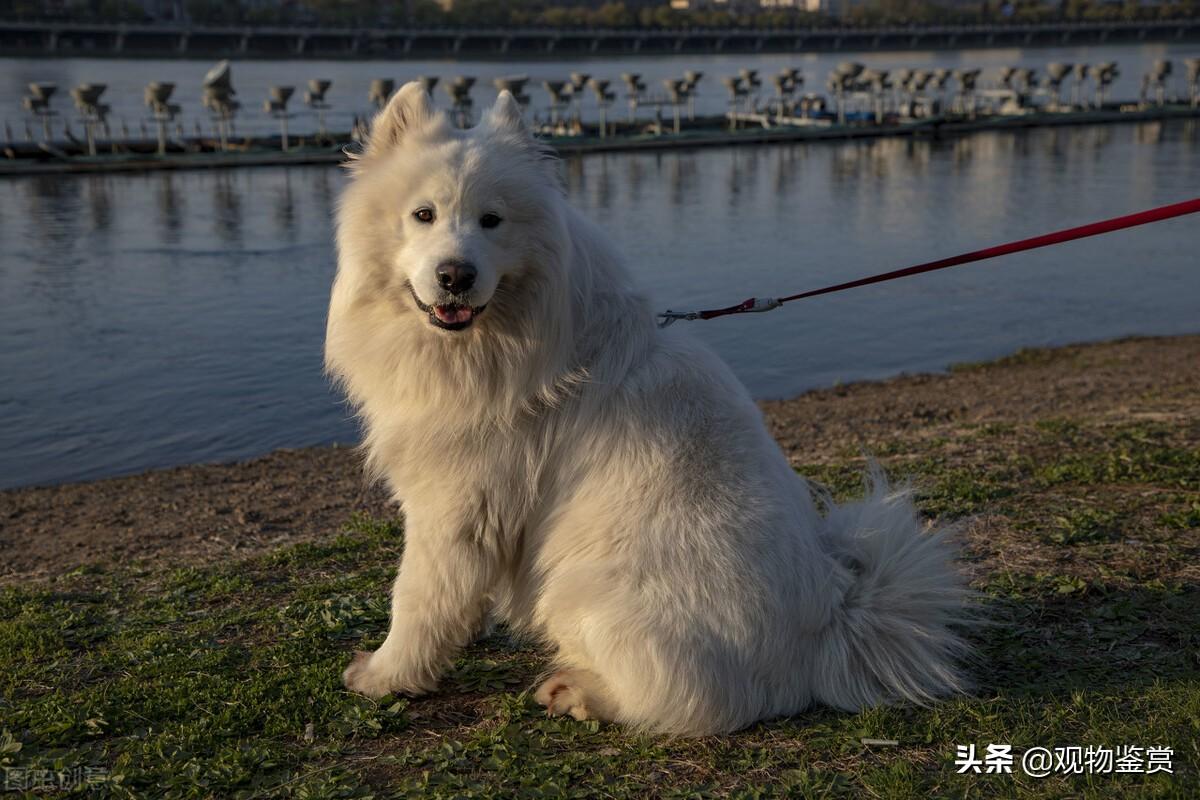犬品种大全_犬类品种大全_宠物犬小型类犬品种