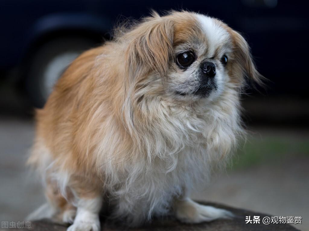 宠物犬小型类犬品种_犬类品种大全_犬品种大全