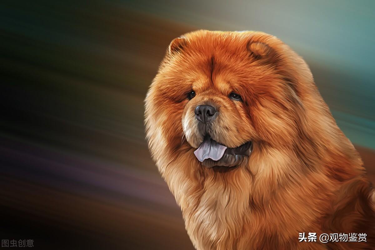 犬类品种大全_宠物犬小型类犬品种_犬品种大全