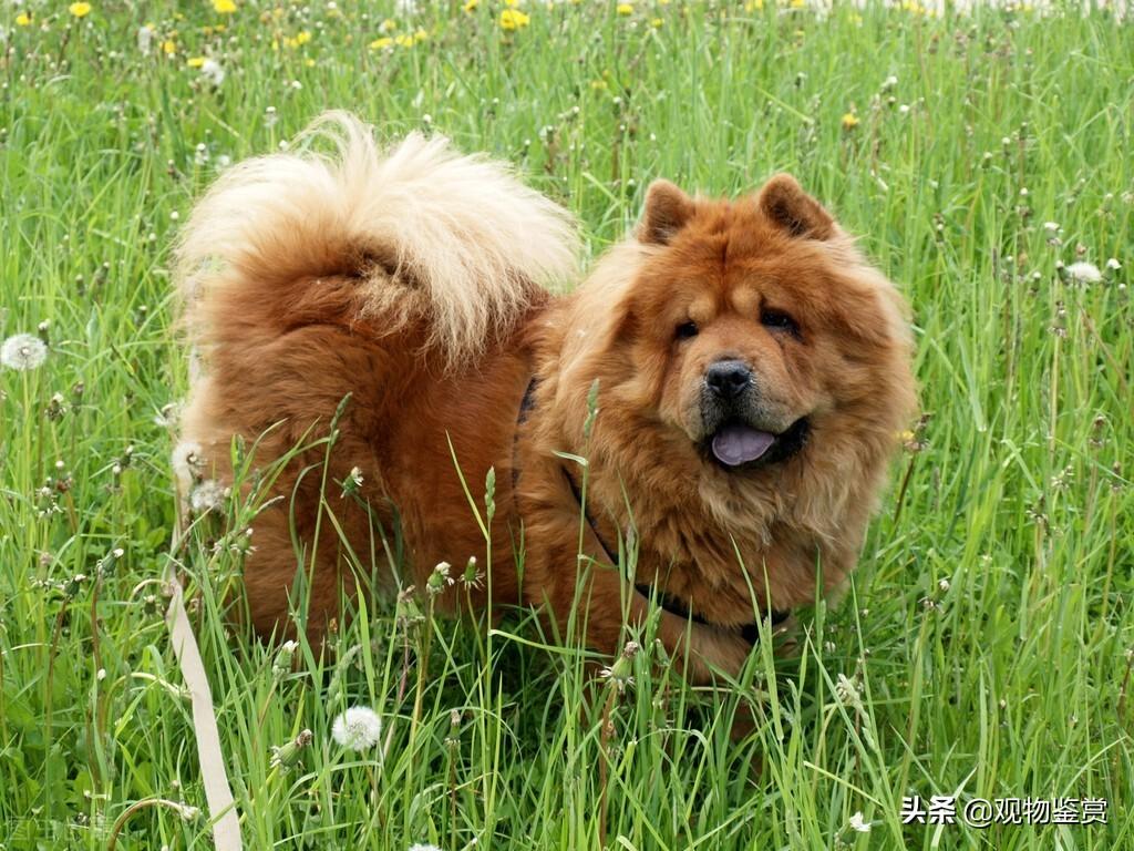 宠物犬小型类犬品种_犬类品种大全_犬品种大全