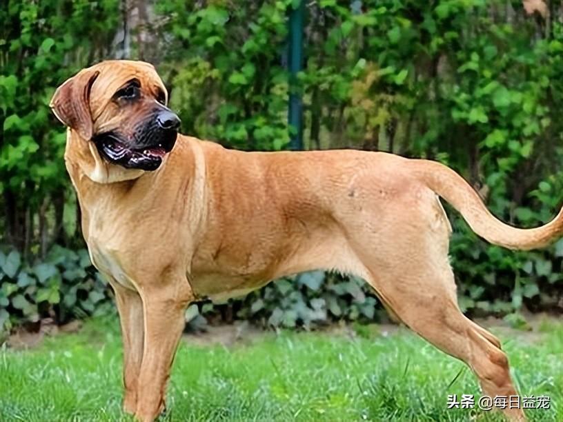 梗类犬所有品种图片_犬类品种大全_中华田园犬宠物狗品种图片大全