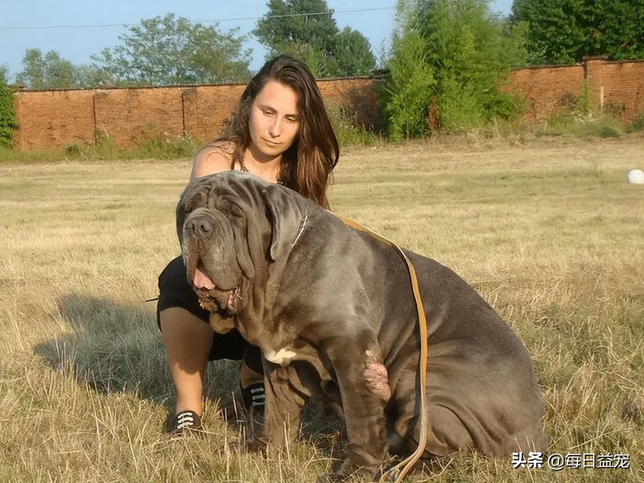 梗类犬所有品种图片_犬类品种大全_中华田园犬宠物狗品种图片大全
