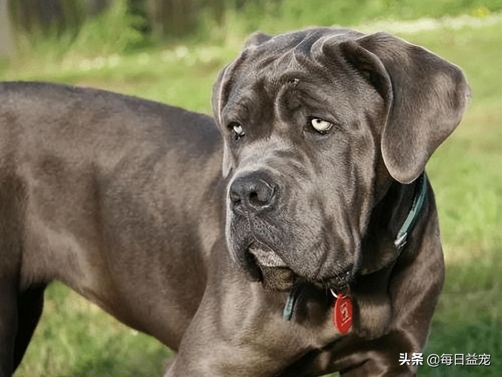 梗类犬所有品种图片_中华田园犬宠物狗品种图片大全_犬类品种大全