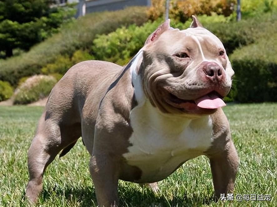 中华田园犬宠物狗品种图片大全_梗类犬所有品种图片_犬类品种大全