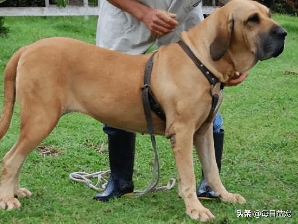 梗类犬所有品种图片_犬类品种大全_中华田园犬宠物狗品种图片大全