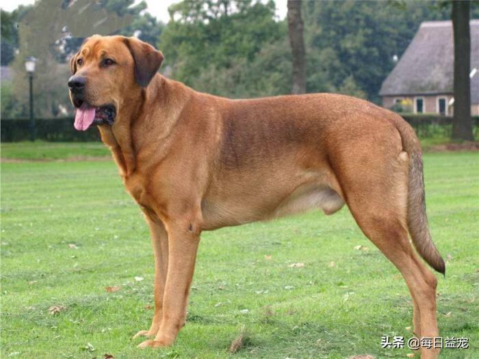 中华田园犬宠物狗品种图片大全_犬类品种大全_梗类犬所有品种图片