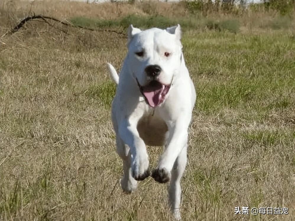 犬类品种大全_中华田园犬宠物狗品种图片大全_梗类犬所有品种图片