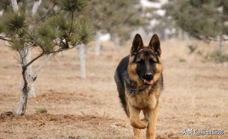 中华田园犬宠物狗品种图片大全_犬类品种大全_梗类犬所有品种图片