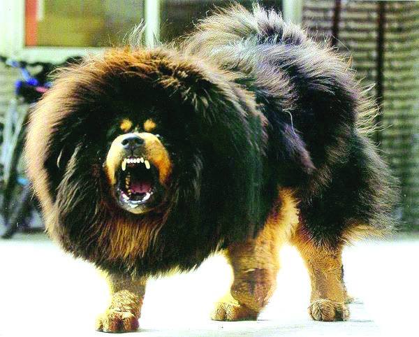 中小型犬品种大全 名字_梗类犬所有品种_犬类品种大全