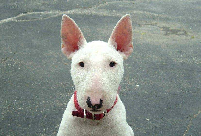 犬类品种大全_梗类犬所有品种_中小型犬品种大全 名字