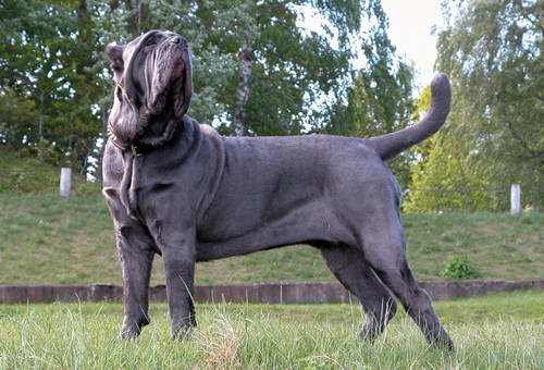 犬类品种大全_梗类犬所有品种_中小型犬品种大全 名字