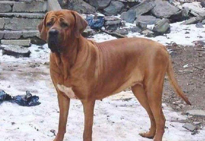 中小型犬品种大全 名字_犬类品种大全_梗类犬所有品种