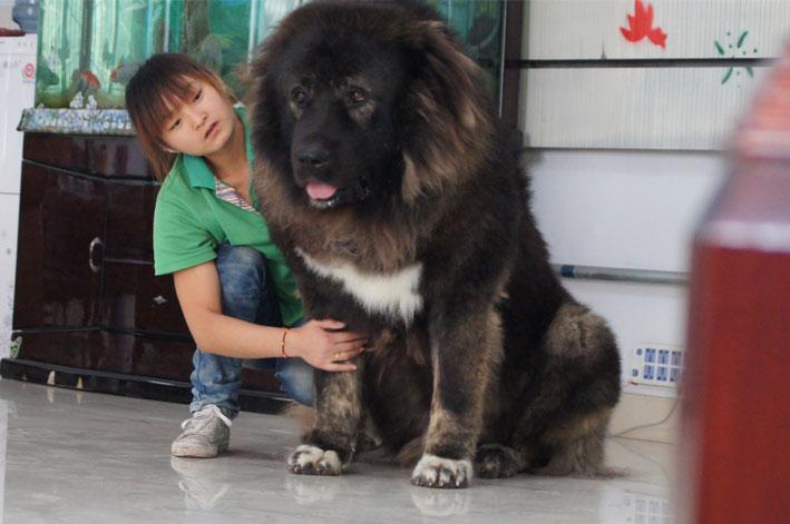中小型犬品种大全 名字_梗类犬所有品种_犬类品种大全