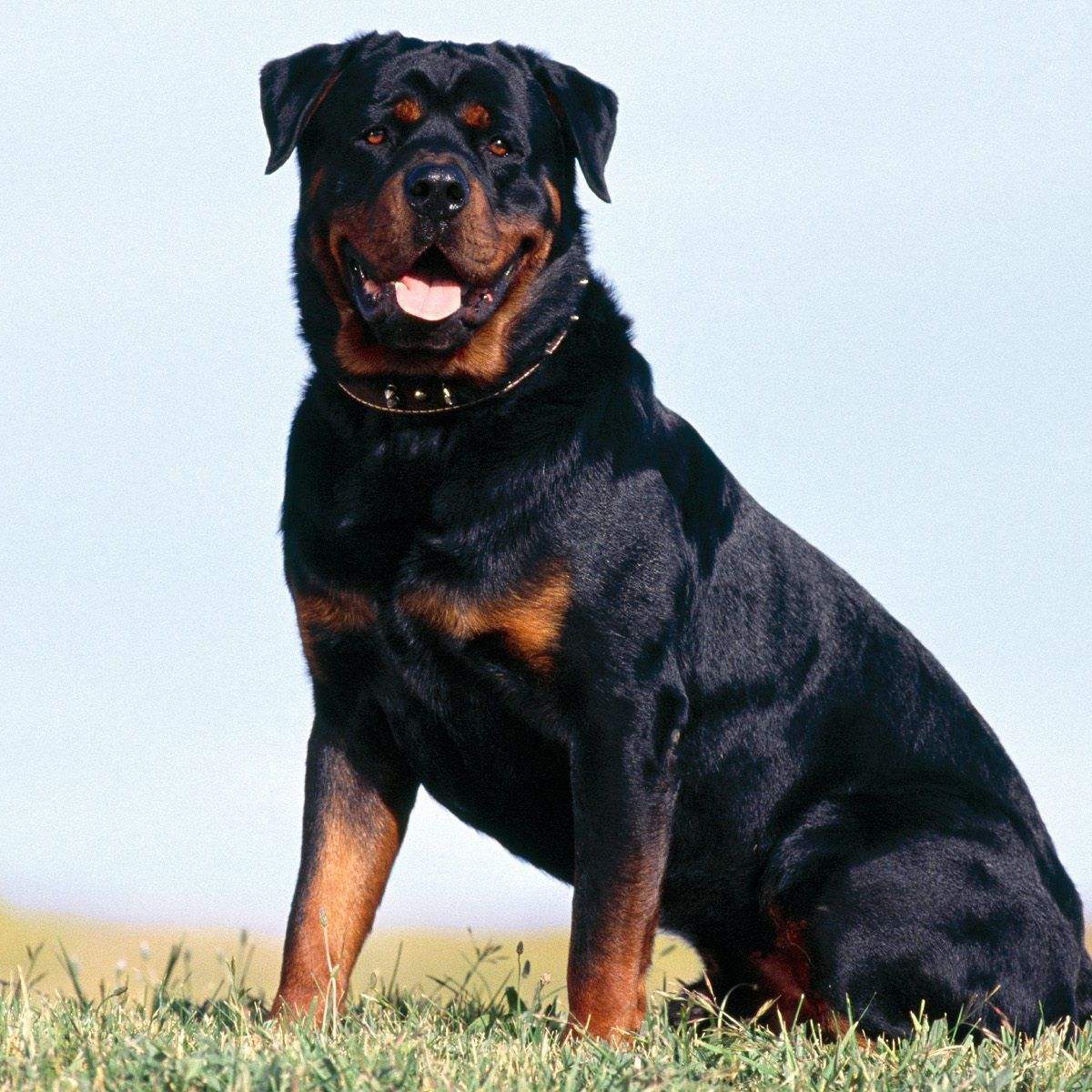 中小型犬品种大全 名字_犬类品种大全_梗类犬所有品种