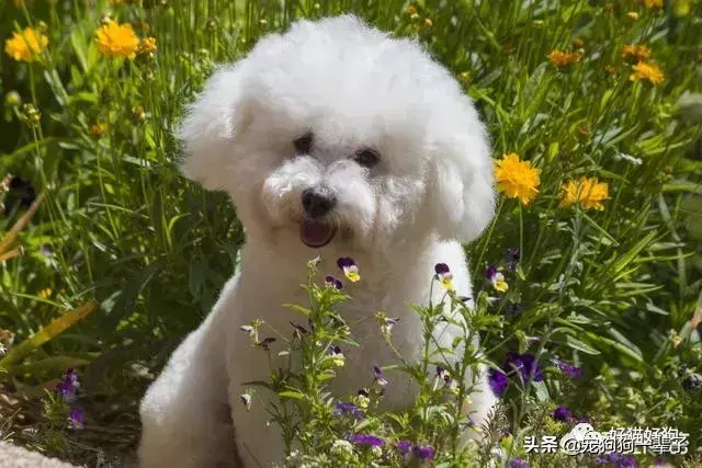 宠物狗品种图片大全泰迪熊犬价格_格力犬狗狗品种大全及图片_犬类品种大全