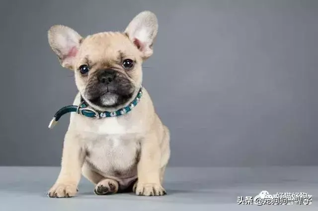 犬类品种大全_格力犬狗狗品种大全及图片_宠物狗品种图片大全泰迪熊犬价格