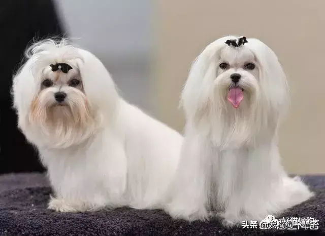 犬类品种大全_格力犬狗狗品种大全及图片_宠物狗品种图片大全泰迪熊犬价格
