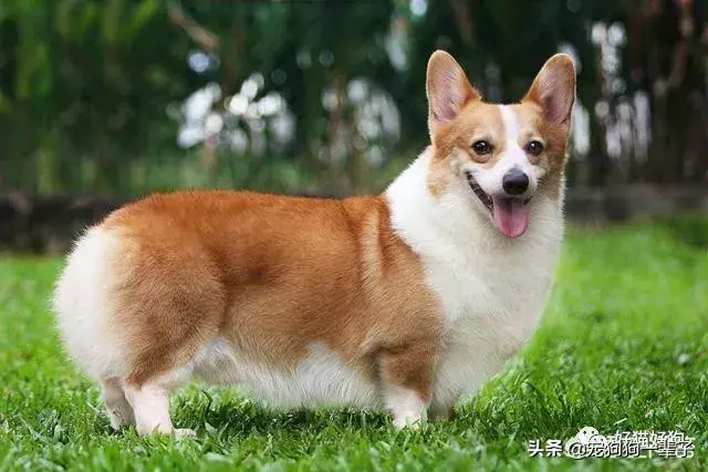 格力犬狗狗品种大全及图片_犬类品种大全_宠物狗品种图片大全泰迪熊犬价格