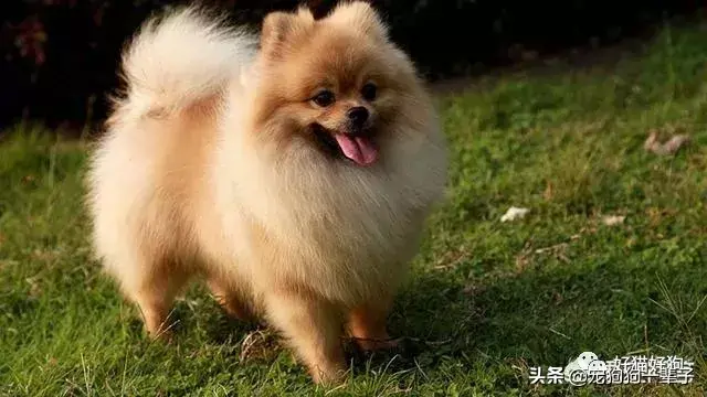 犬类品种大全_格力犬狗狗品种大全及图片_宠物狗品种图片大全泰迪熊犬价格