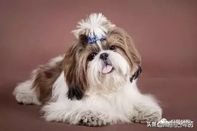 格力犬狗狗品种大全及图片_宠物狗品种图片大全泰迪熊犬价格_犬类品种大全