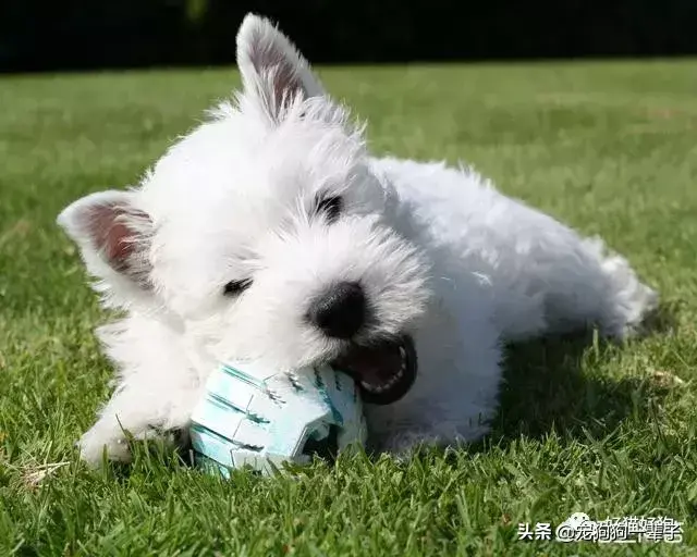 犬类品种大全_格力犬狗狗品种大全及图片_宠物狗品种图片大全泰迪熊犬价格