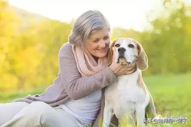 犬类品种大全_格力犬狗狗品种大全及图片_宠物狗品种图片大全泰迪熊犬价格