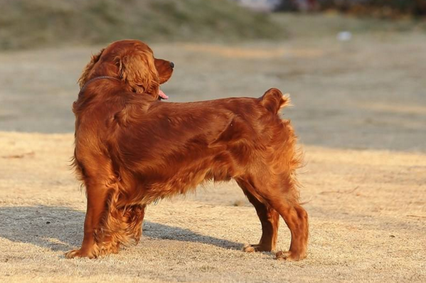 小型犬品种大全_犬类品种大全_宠物狗品种图片大全泰迪熊犬价格