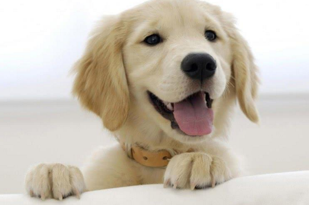 宠物狗品种图片大全泰迪熊犬价格_小型犬品种大全_犬类品种大全