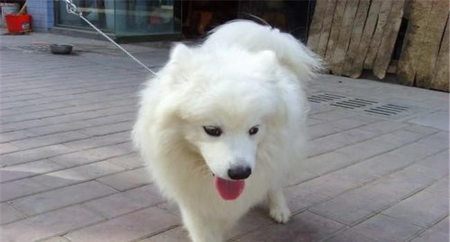 小狗品种_黑色的小狗哪些品种_小狗品种图片大全