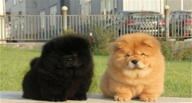 小狗品种_黑色的小狗哪些品种_小狗品种图片大全