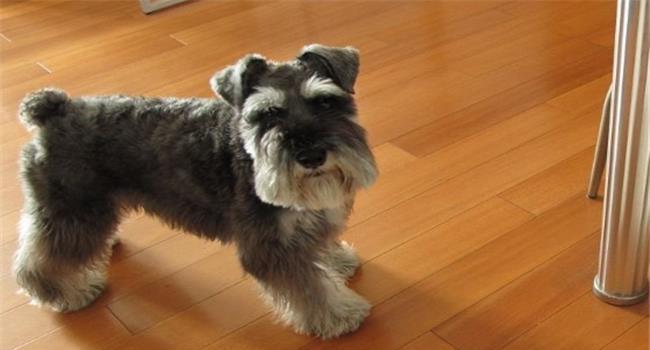 黑色的小狗哪些品种_小狗品种图片大全_小狗品种