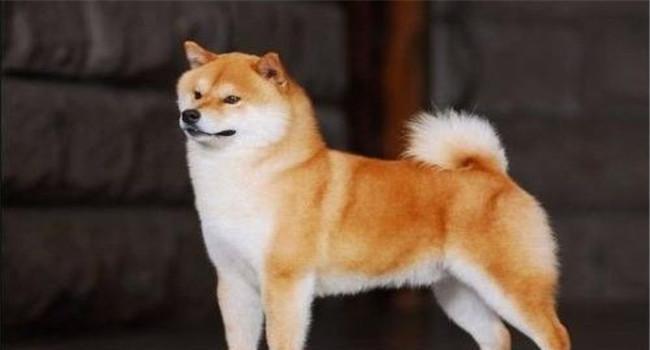 小狗品种图片大全_黑色的小狗哪些品种_小狗品种