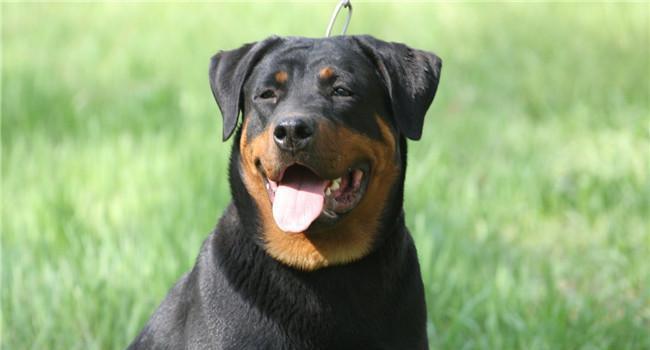 小狗品种图片大全_黑色的小狗哪些品种_小狗品种