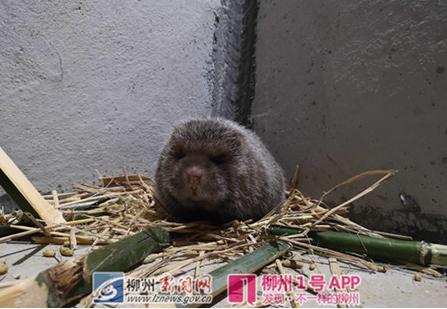 狗图片大全品种_品种狗小时候图片大全_名狗大全狗品种介绍及图片