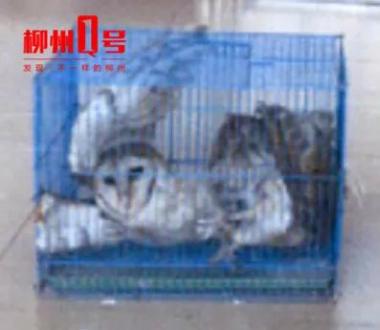 品种狗小时候图片大全_狗图片大全品种_名狗大全狗品种介绍及图片