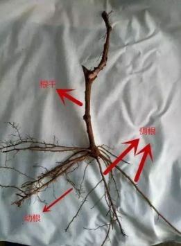 杀大树烂根药剂_药剂杀树烂根的原因_杀树烂根药剂