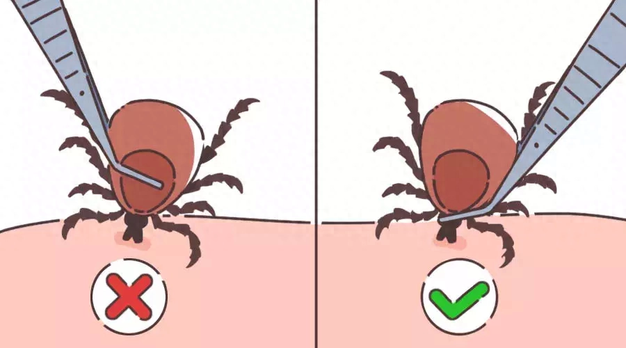 象甲虫用什么药杀死_象甲虫对人体有害吗_象甲虫