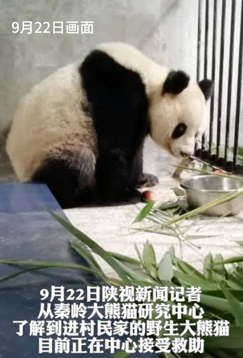 熊猫年龄大了在哪里_熊猫年龄大了会变瘦吗_大熊猫年龄