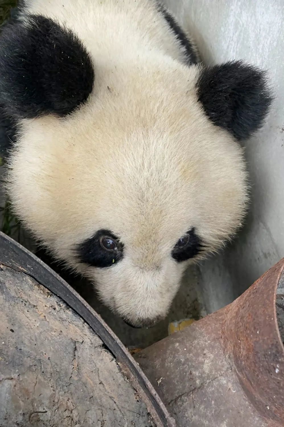 大熊猫年龄_熊猫年龄大了会变瘦吗_熊猫年龄大了在哪里