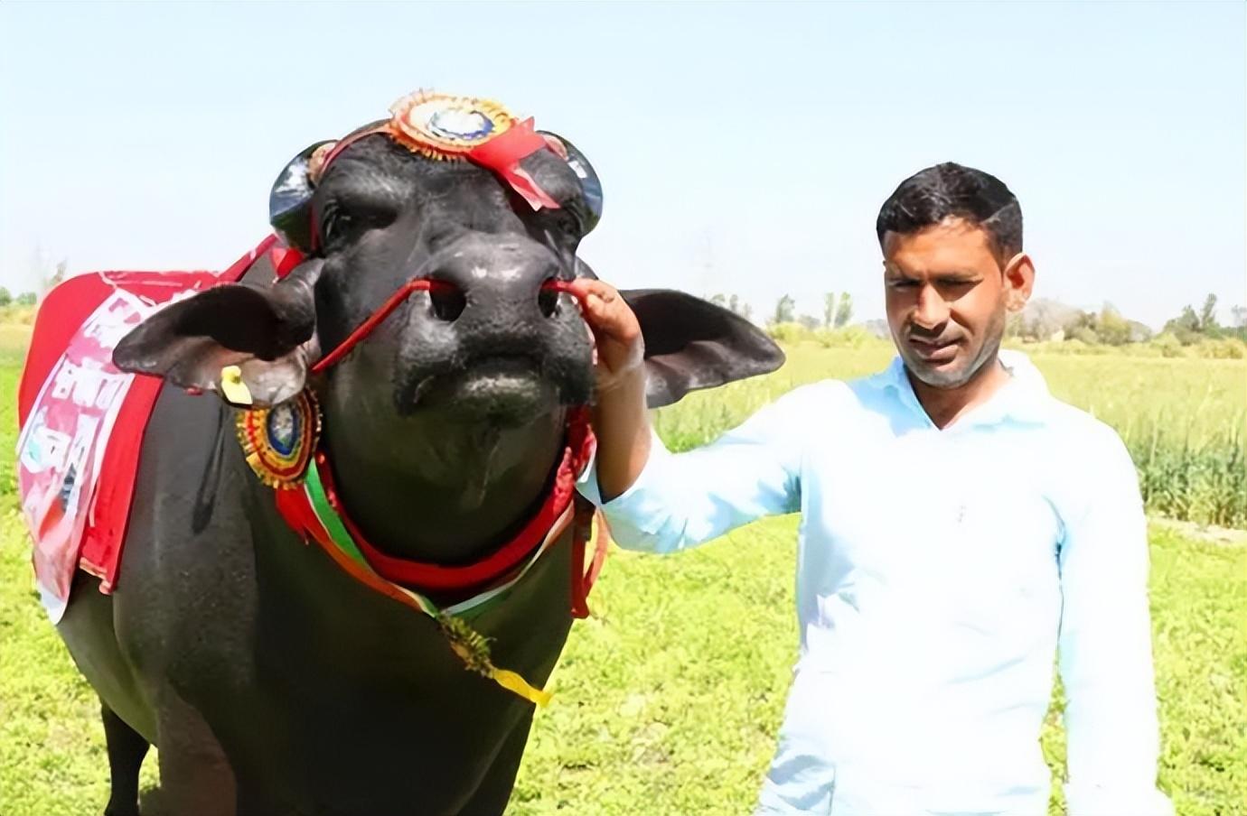 苏丹牛_苏丹牛多少钱_印度苏丹牛