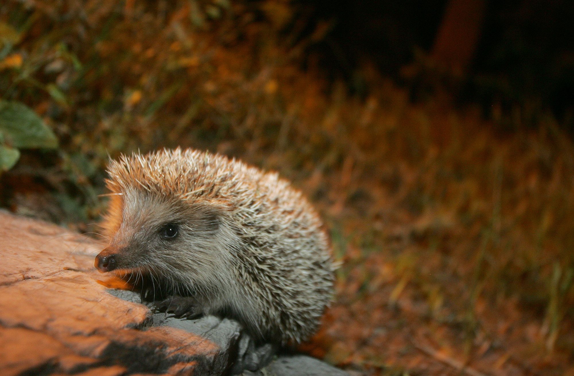 刺猬的社交行为和巢穴的建立刺猬是一种相对独立的动物,通常会独居